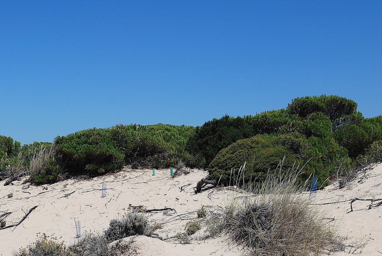Foto de Los Enebrales por @baseline_wikimedia