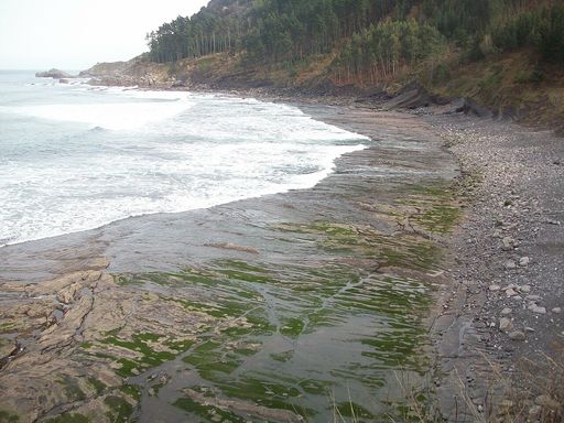 Ogella