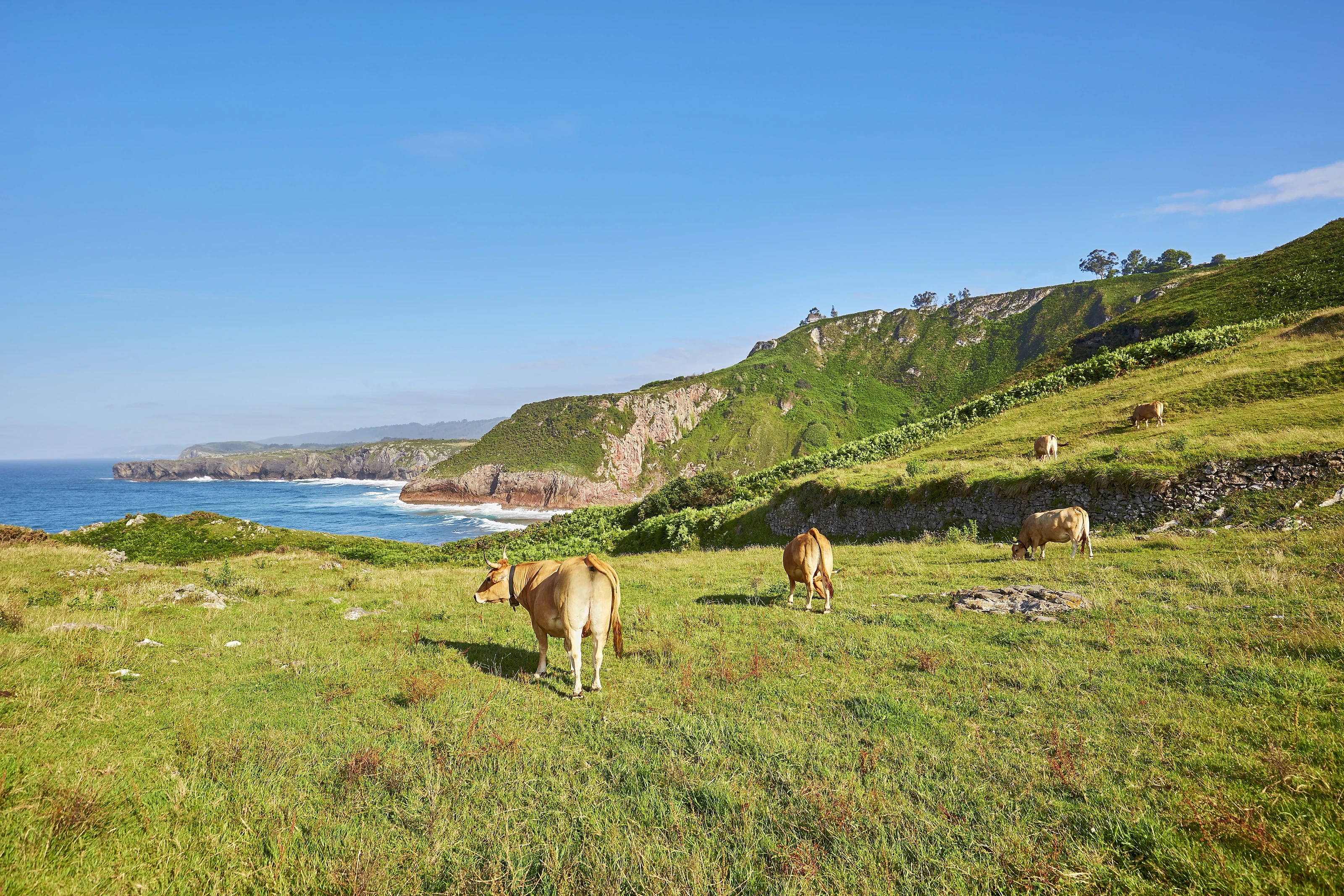Foto de Ballota por 📸 Juan de Tury - Turismo Asturias